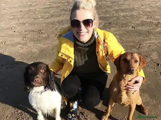 Springador dogs Black Springador Puppies For Sale - Advert 14