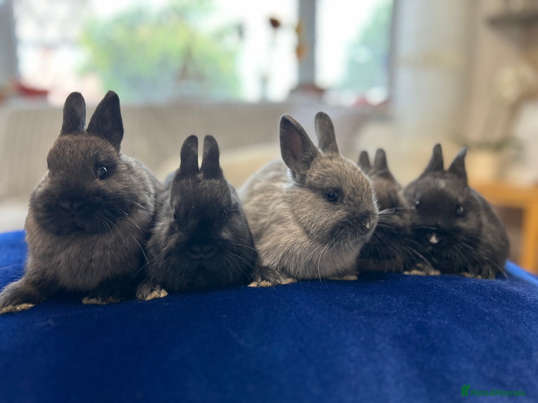 Netherland Dwarf rabbits for sale: Pure bred Netherlands dwarfs pairs  - Image 5
