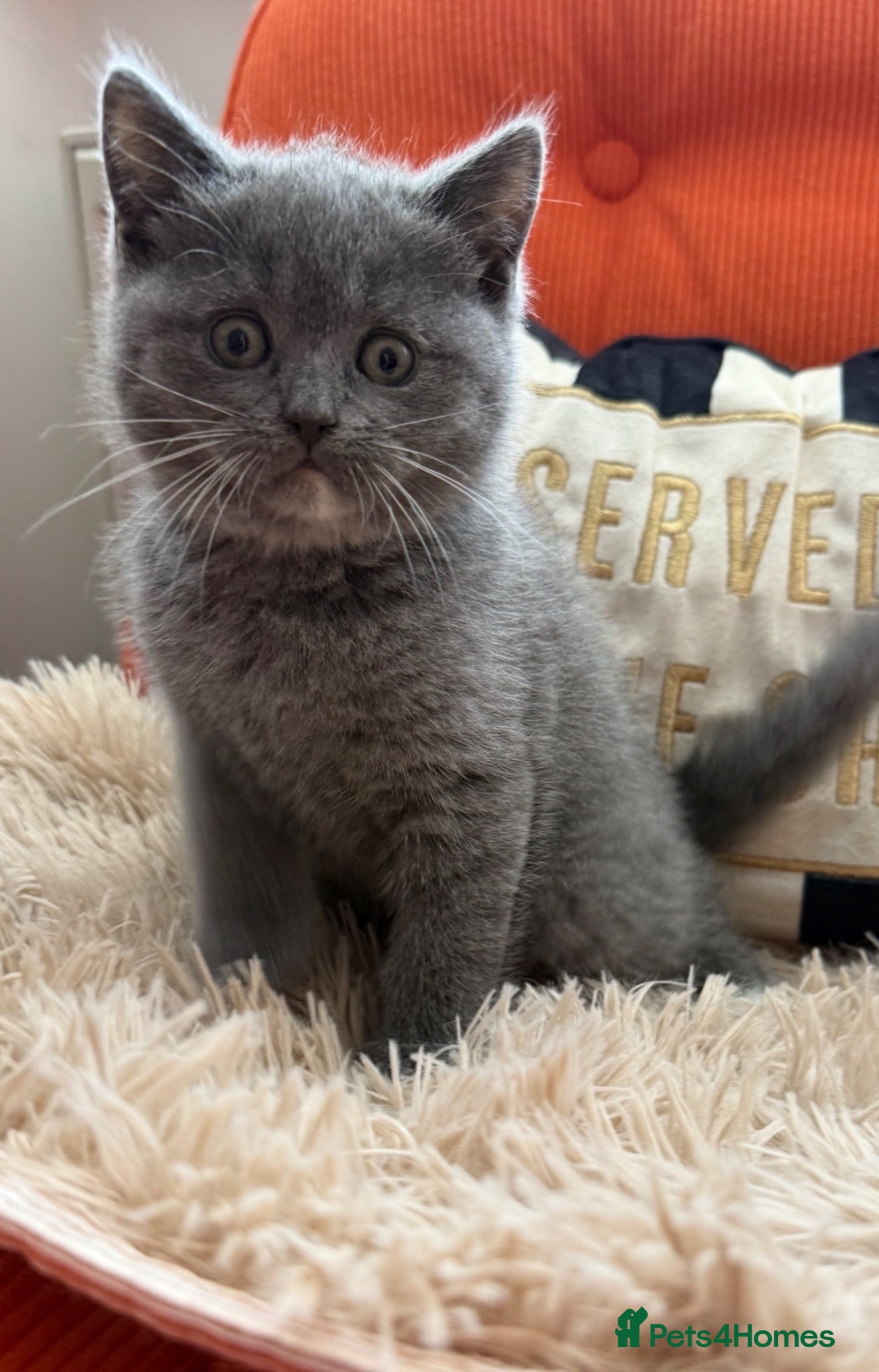 British Shorthair cats Last little blue girl - Advert 1