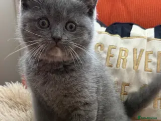 British Shorthair cats Last little blue girl - Advert 1