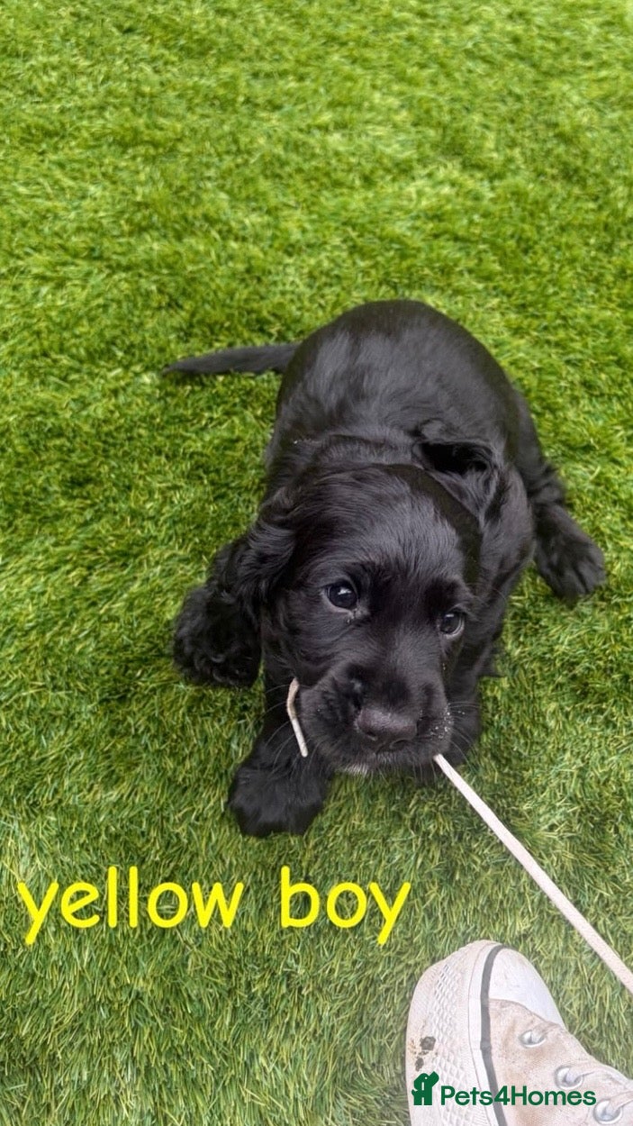 Cocker Spaniel dogs Working KC Registered Cocker Spaniel Pups. - Advert 2