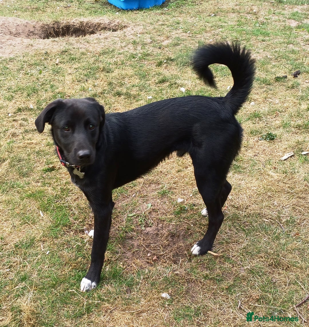 Mixed Breed dogs for adoption: An Adorable Labrador cross Boy - for a Loving Home - Image 1