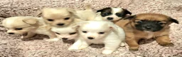 Pomchi dogs for sale: Pomchi puppies - Advert 8