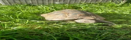 Hermann Tortoise reptiles for sale: Herman tortoise for sale - Advert 2
