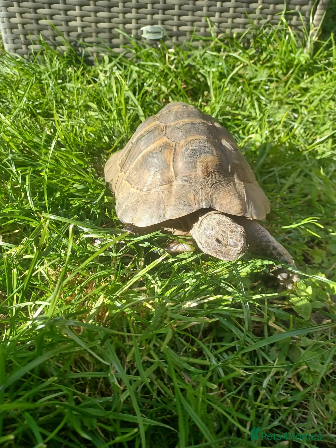 Hermann Tortoise reptiles for sale: Herman tortoise for sale - Advert 2