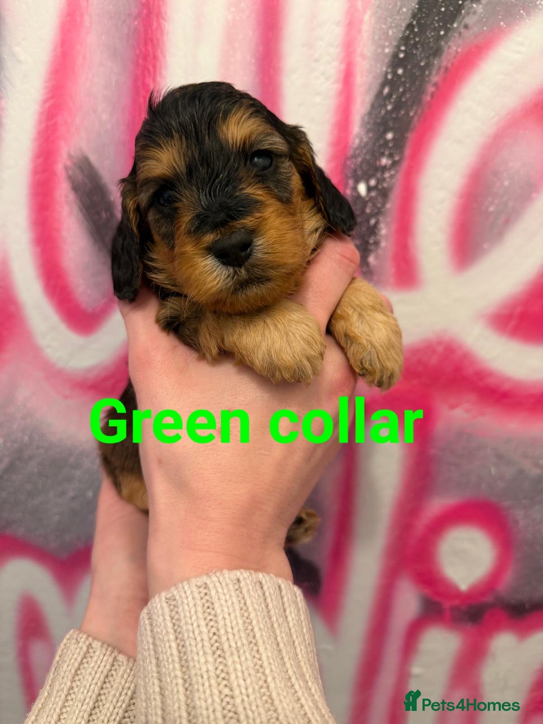 Cockapoo dogs for sale: *STUNNING F1 COCKAPOO PUPPIES* - Advert 13