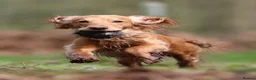 Cocker Spaniel dogs for sale: Beautiful Working Cocker Spaniel Puppies - Advert 24