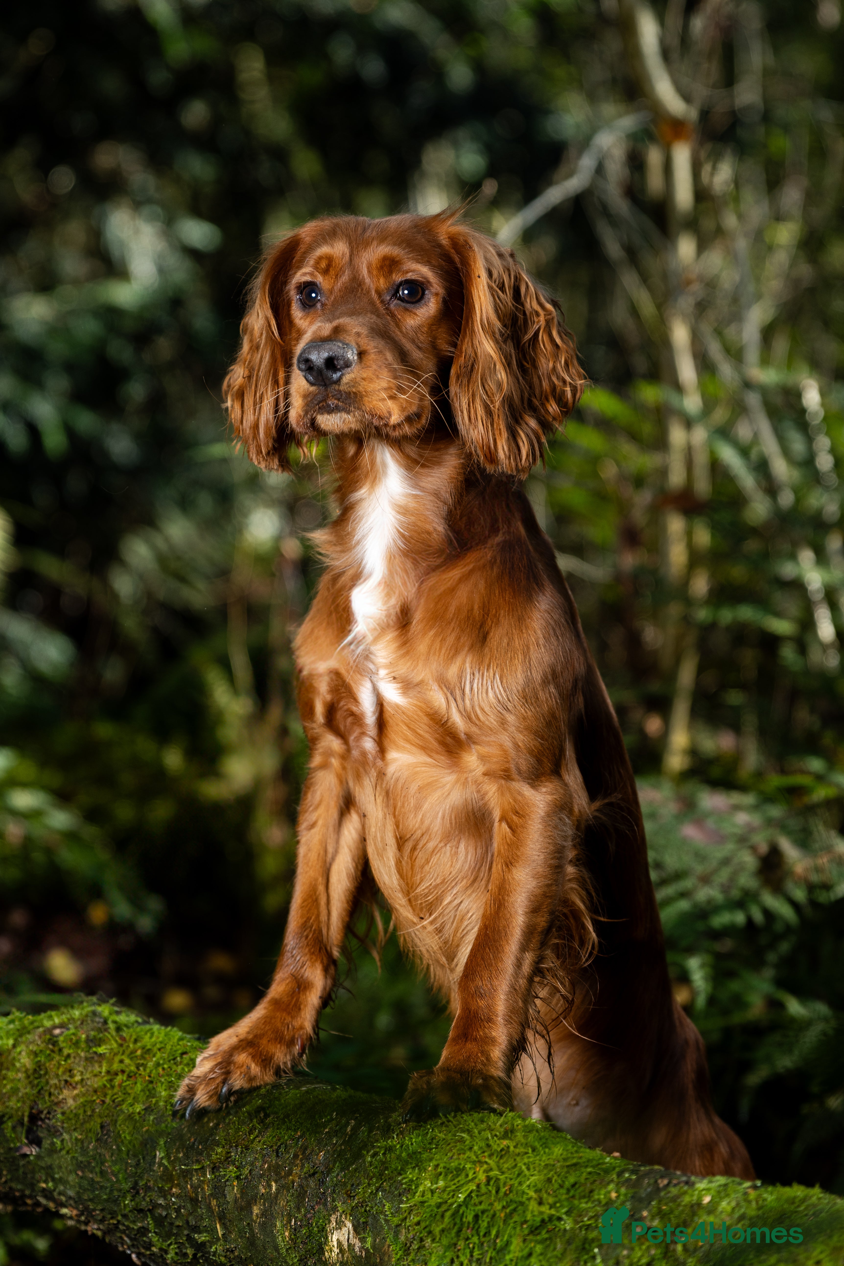 Cocker Spaniel dogs Vinnie for stud not sale  - Advert 1