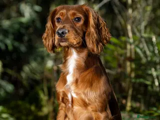 Cocker Spaniel dogs Vinnie for stud not sale - Advert 1
