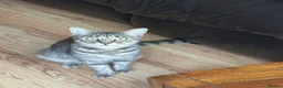 Maine Coon cats for sale: Maincoon cross  - Advert 1