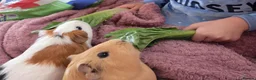 Guinea Pig rodents for sale: Female guinea pigs  - Advert 1
