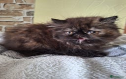Persian cats for sale: 💗2 Boys and 1 Girl 💗 - Image 15