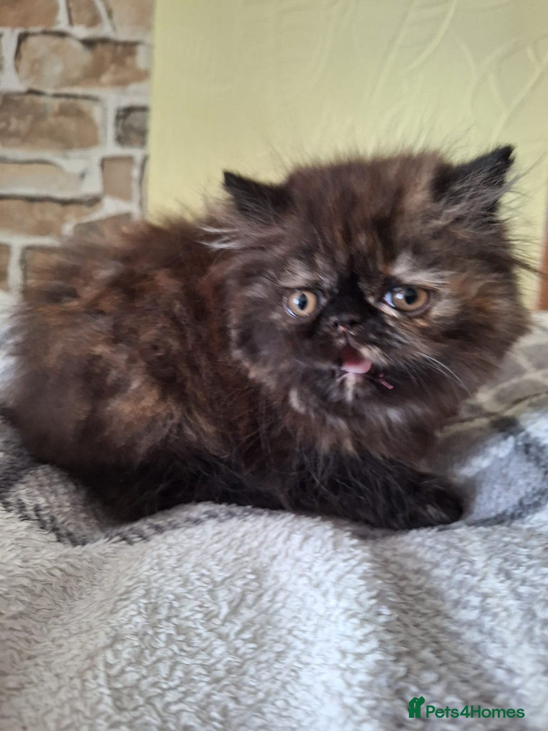 Persian cats for sale: 💗2 Boys and 1 Girl 💗 - Image 15
