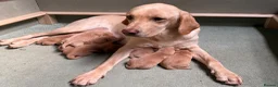 Labrador Retriever dogs for sale: KC Fox Red & Yellow Labrador Puppies - Advert 12