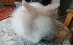 Lionhead rabbits for sale: Stunning DM Lionhead baby rabbits  - Image 15