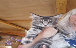 Maine Coon cats for sale: Full pedigree maine coon kittens for sale - Image 21