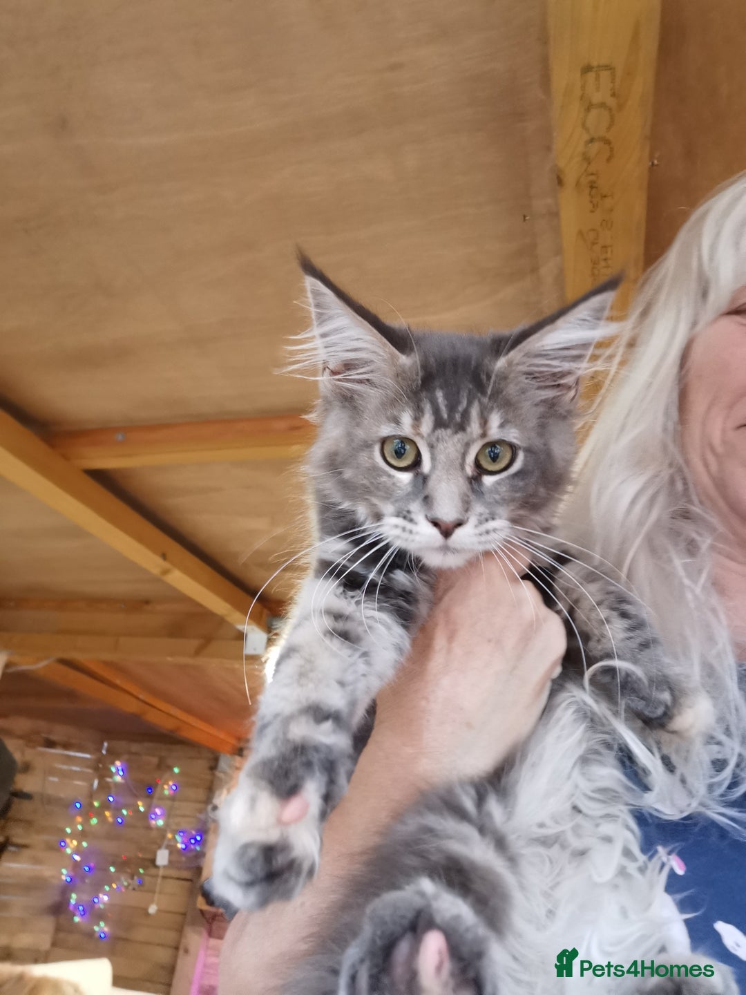Maine Coon cats for sale: Full pedigree maine coon kittens for sale - Image 21