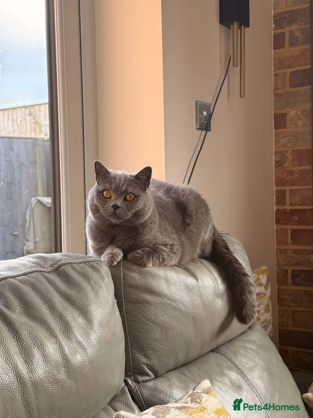 British Shorthair cats for sale: Cinnamon British Longhair& Blue British Shorthair  - Advert 13