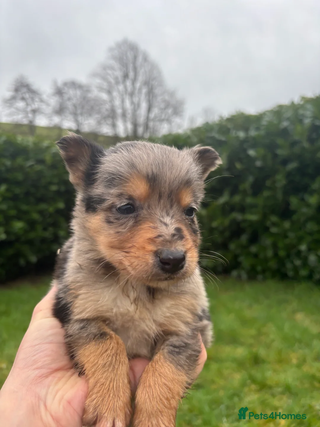 Mixed Breed dogs for sale: Puppies, Australian kelpie cross blue Merle  - Advert 20