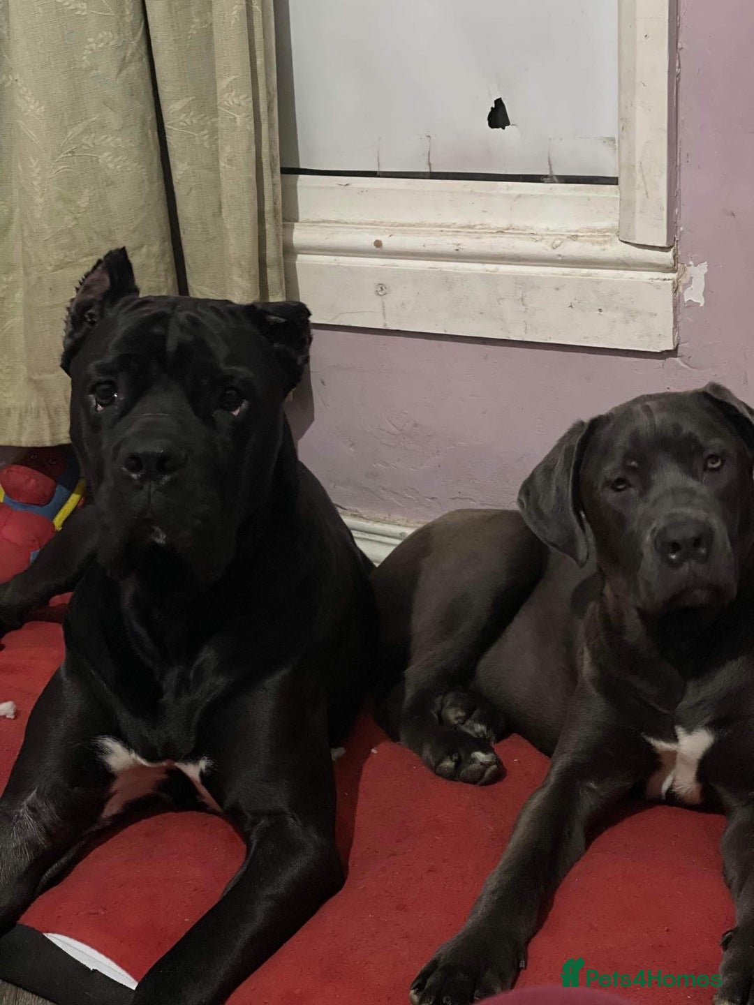 Cane Corso dogs for sale: For sale - Image 10