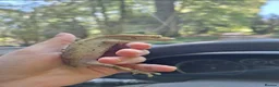 Gecko reptiles for sale: Crested gecko for sale - Advert 4