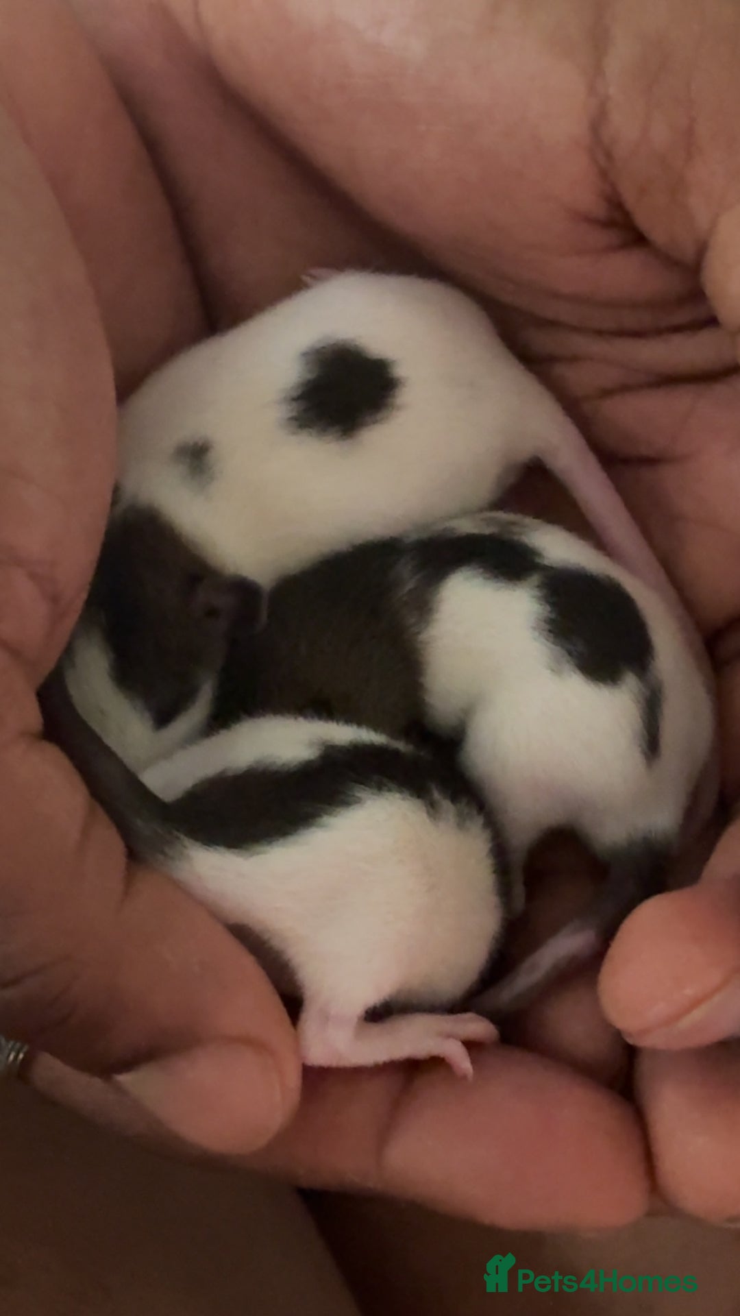 Rat rodents for sale: Babies rats (waiting list) in Honiton - Image 5