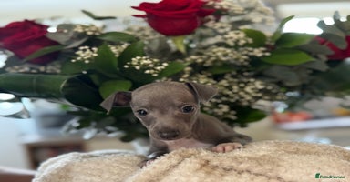 Italian Greyhound dogs - Advert 10