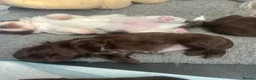 Shih Tzu dogs for sale: Imperial Shihtzu Chocolates - Advert 10
