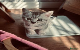 British Shorthair cats for sale: Silver tipped British Shorthair kittens  - Image 17