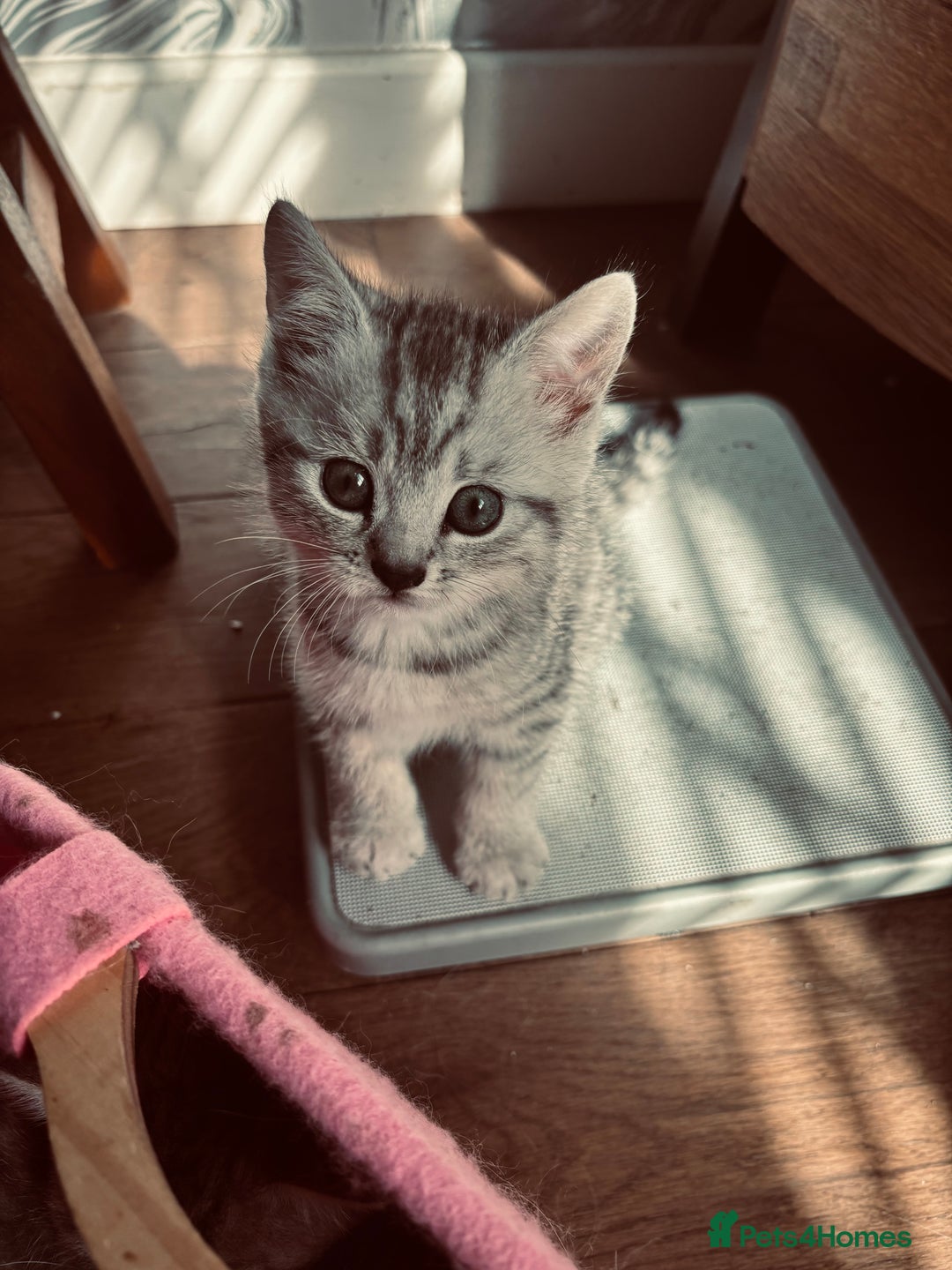 British Shorthair cats for sale: Silver tipped British Shorthair kittens  - Image 17