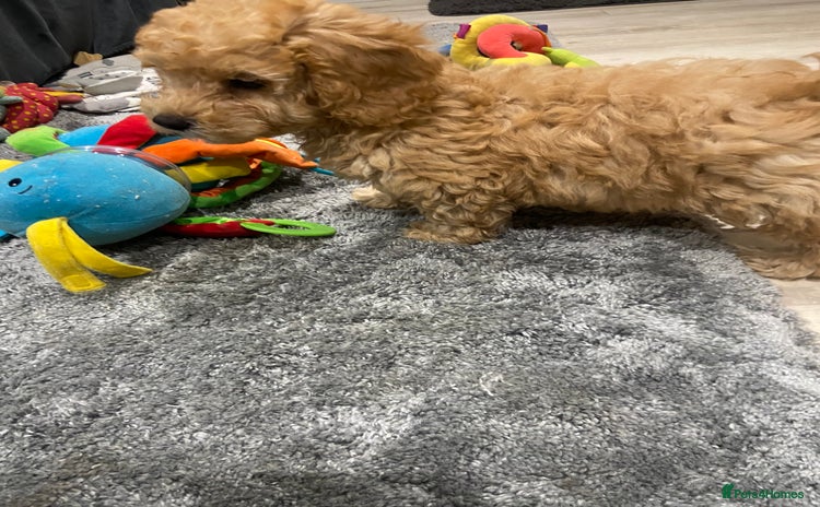 Maltipoo dogs - Advert 8