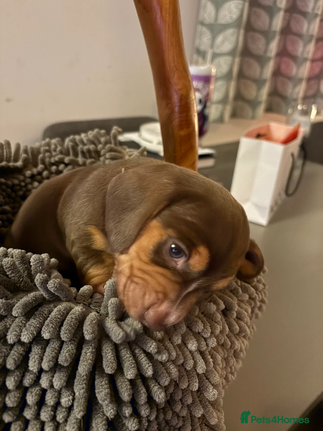 Miniature Dachshund dogs for sale: Miniature dachshund  - Advert 17