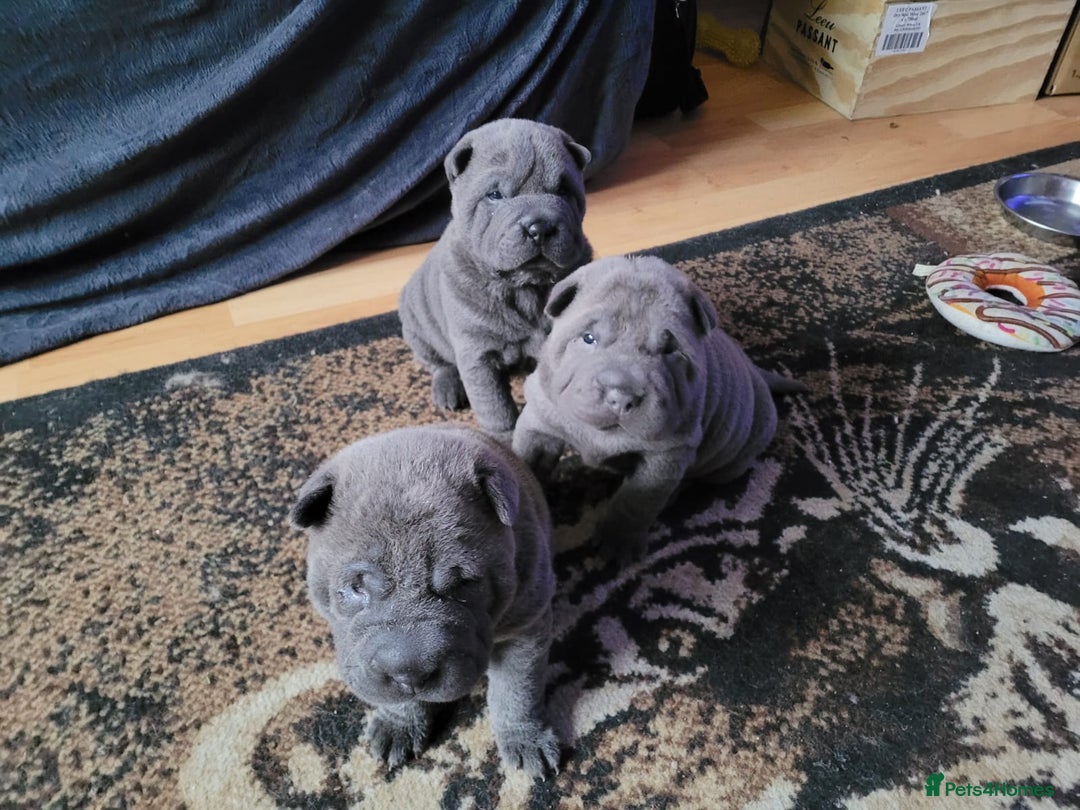 Shar Pei dogs for sale: Shar-Pei puppies for sale - Advert 5
