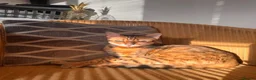 Mixed Breed cats for sale: Bengal cross  in Holt - Advert 10
