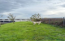 Turkish Kangal dogs for sale: Male Turkish Kangal - Image 2