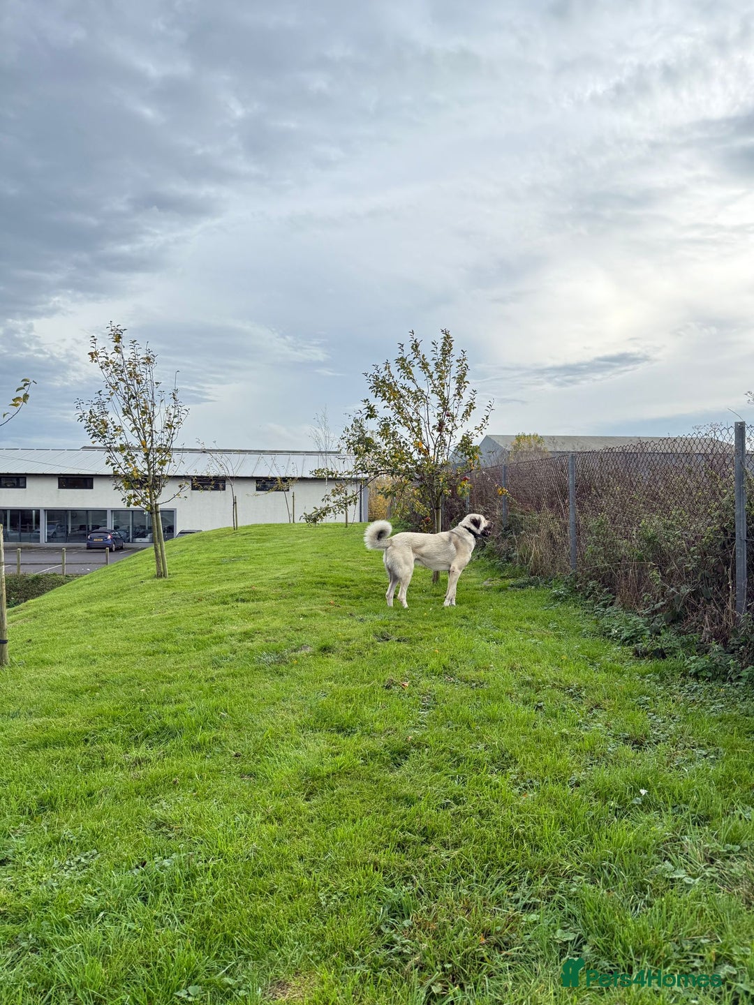 Turkish Kangal dogs for sale: Male Turkish Kangal - Image 2