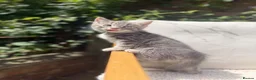 Turkish Angora cats for sale: 😻 Adorable Turkish Angora X Kittens - Advert 9