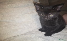 Mixed Breed cats for sale: 3 kittens for sale - Image 4