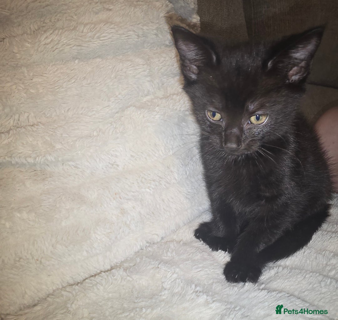Mixed Breed cats for sale: 3 kittens for sale - Image 4