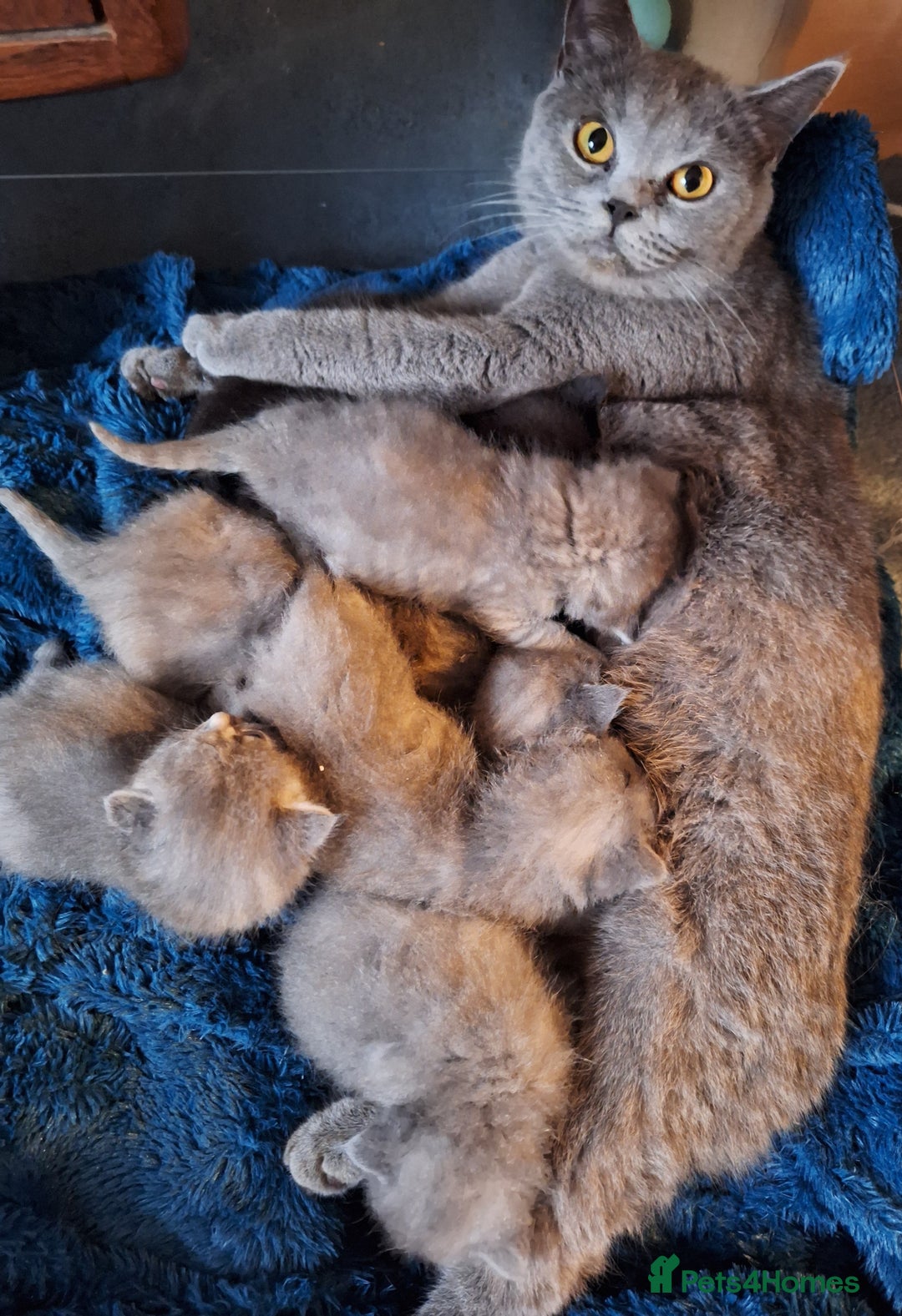 Scottish Fold cats for sale: 7 kittens for sale - ready 16th december - Image 1