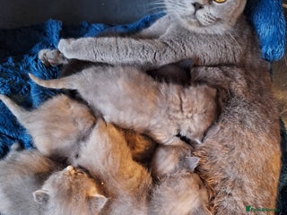 Scottish Fold cats for sale - Advert 1