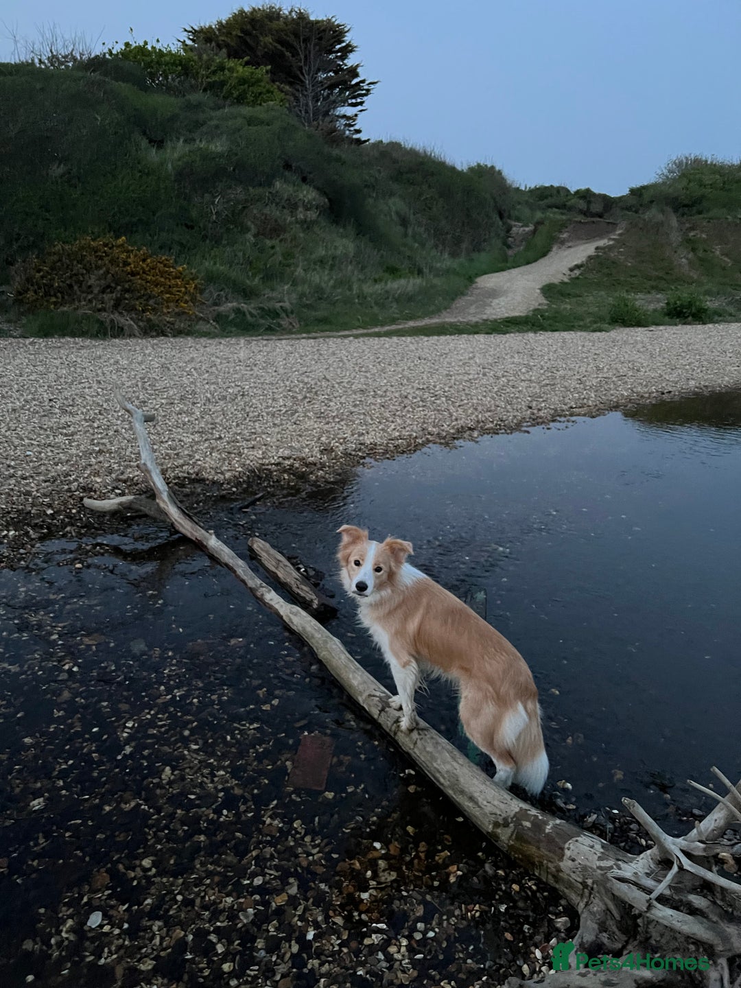 Border Collie dogs for sale: DUE 1st August Border collie Puppies - Image 40