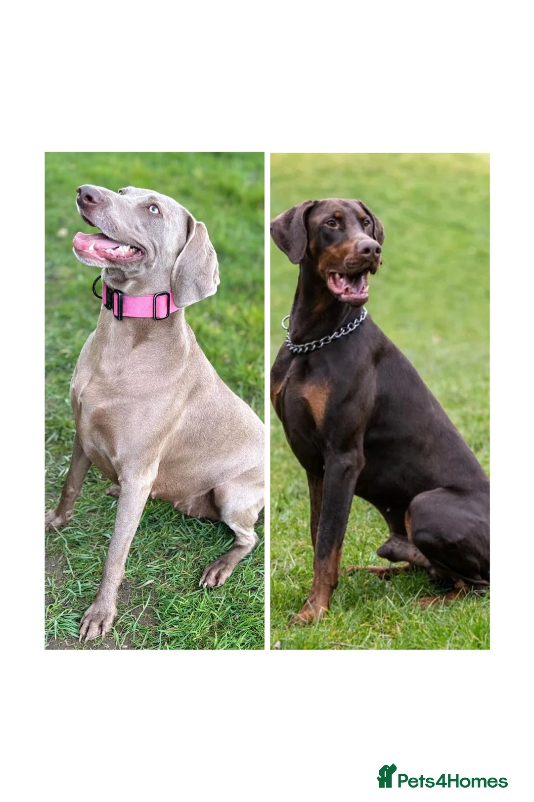 Mixed Breed dogs for sale: Litter due in 2 weeks in Huddersfield - Advert 2