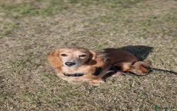 Miniature Dachshund dogs for sale: Cream Mini longhair Dachshund - Image 14