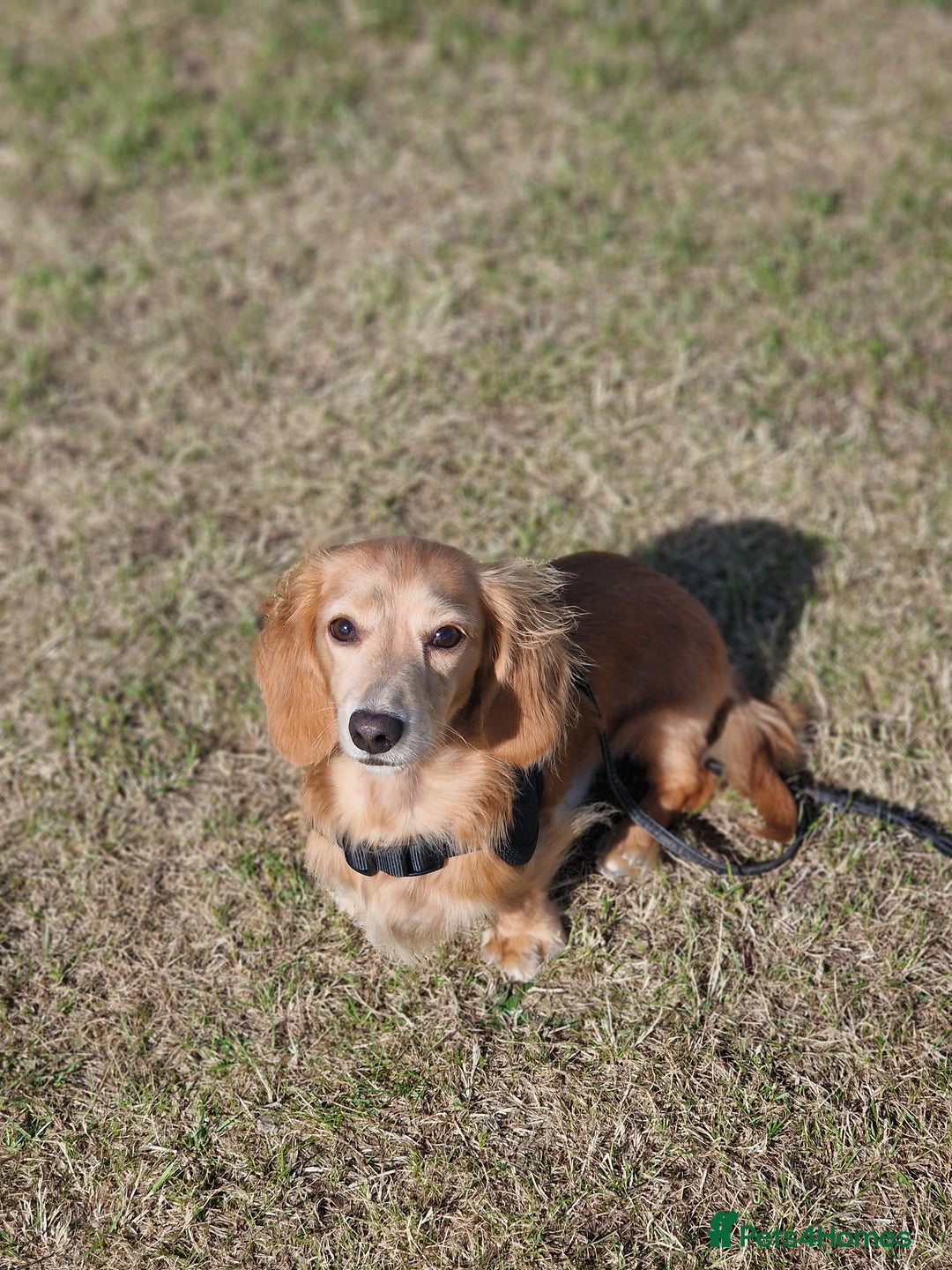 Miniature Dachshund dogs for sale: Cream Mini longhair Dachshund - Image 14