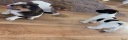 Jack Russell dogs for sale: Jack Russell  - Advert 16