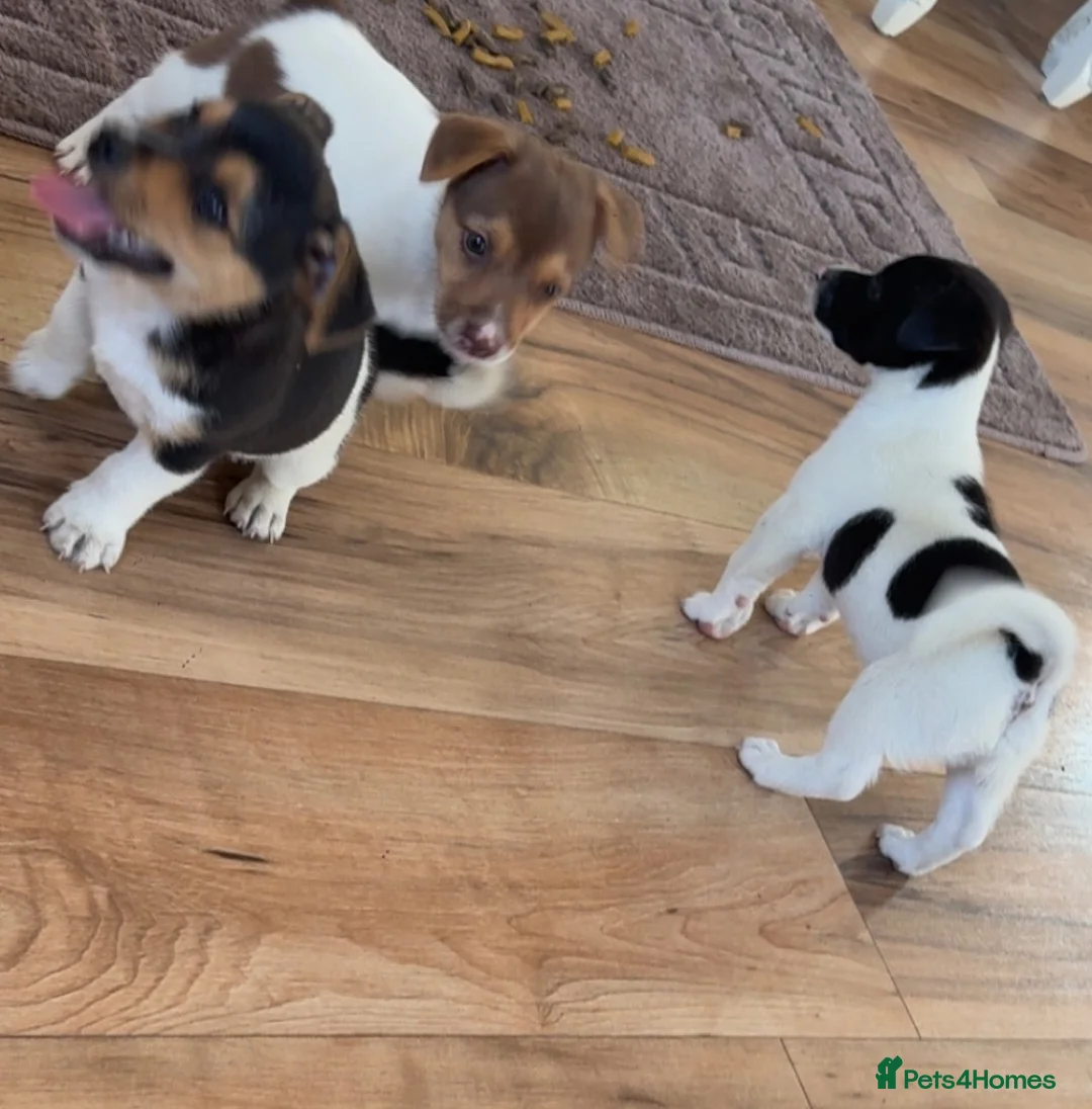 Jack Russell dogs for sale: Jack Russell  - Advert 16