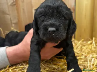 Cockalier dogs Cockalier puppies - Advert 3