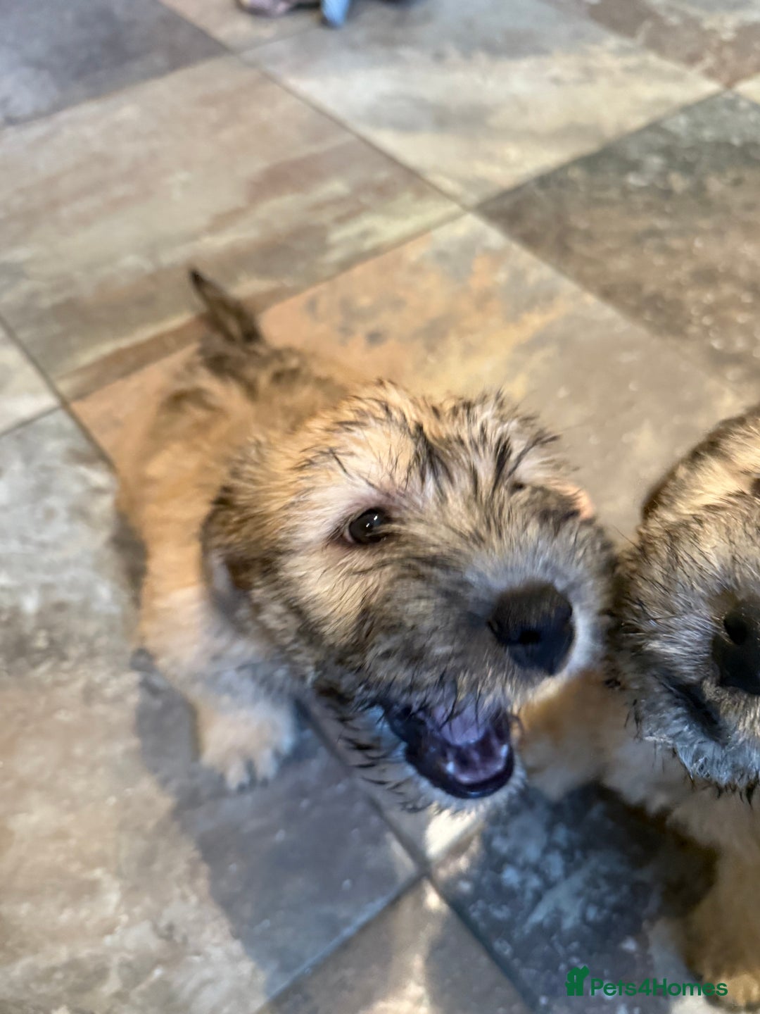 Glen of Imaal Terrier dogs for sale: Glen of Imaal terrier puppies - Advert 32