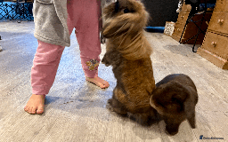 Mixed Breed rabbits for sale: 2 x Bonded Mini Lop X Lionhead Rabbits  - Image 10